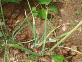 Calcium deficiency