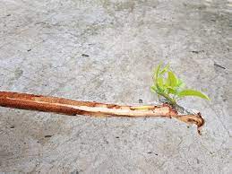 Stem Borer