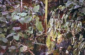 Bacterial Wilt