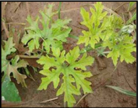 Potassium Deficiency