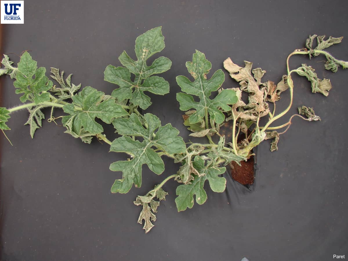Fusarium wilt