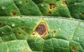 Leaf spot