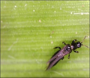 Thrips