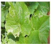 Leaf minor