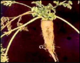 Boron deficiency