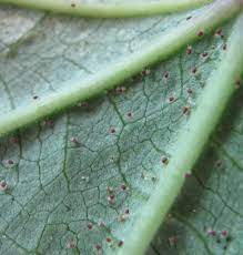 Red Spider Mite