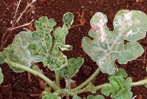 Leaf Minor