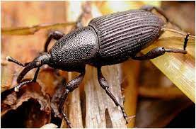 Rhizome Weevil