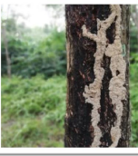 Termite