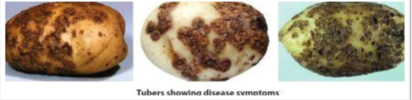 Common scab
