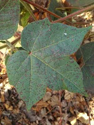 Alternaria Leaf Spot