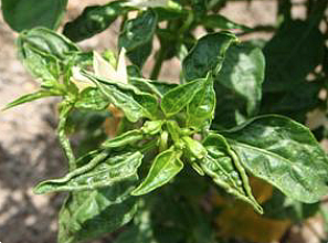 Thrips (Scirtothrips Dorsalis)