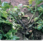 Bacterial Soft rot