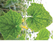 Mosaic virus