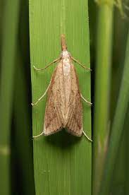 Stem Borer