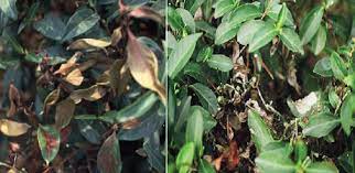 Brown Root Rot Disease
