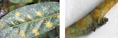Red Rust