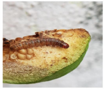 Fruit borers