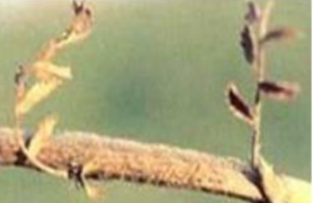 Botrytis gray mold