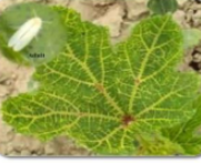 Whitefly