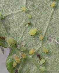 Aphids