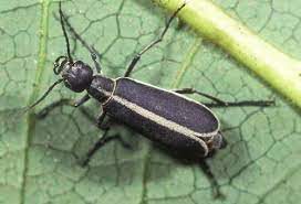 Blister Beetle