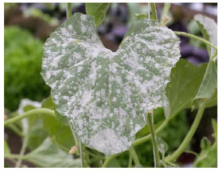 Powdary mildew