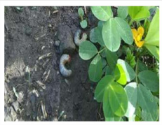 White grub