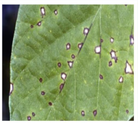 Leaf Spot