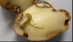 Potato tuber moth