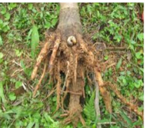 Root grub