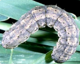 Cut worm 