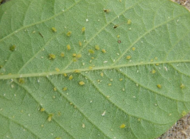 Aphid