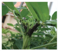Aphid