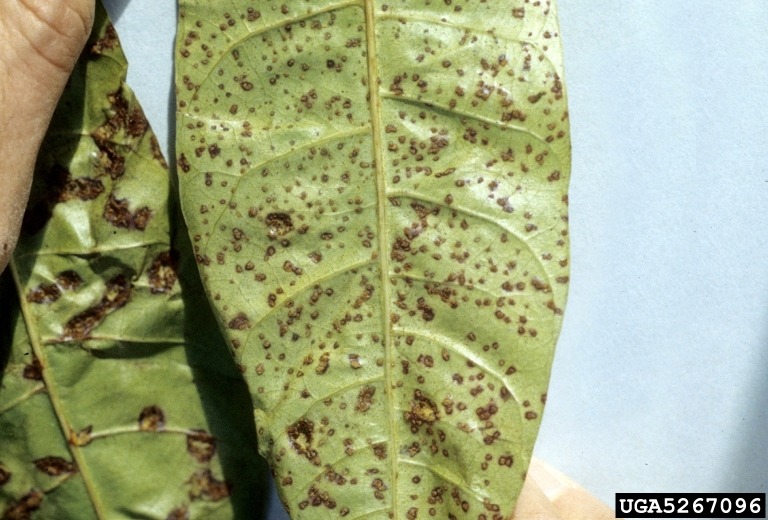 Guava rust 
