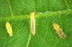 Jassids and Thrips