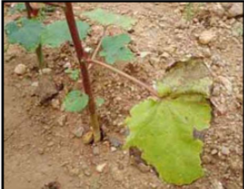Potassium deficiency
