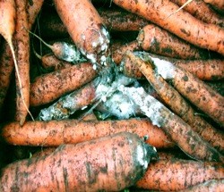 Sclerotinia Rot or White mold