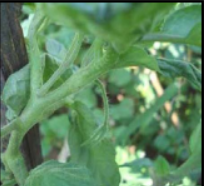 Copper Deficiency