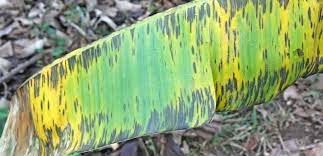 Yellow Sigatoka Spot