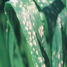 Powdery mildew