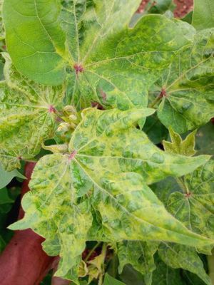 Tobacco Streak Virus