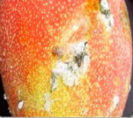 Giant mealybug