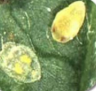 Whitefly: Bemisia tabaci