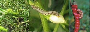 Fruit Borer