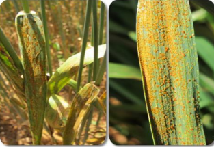 Leaf Rust or Brown Rust