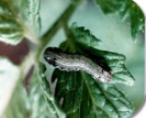 Tobacco Caterpillar: Spodoptera litura