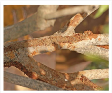 Bark- Eating Caterpillar