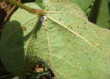 Aphids