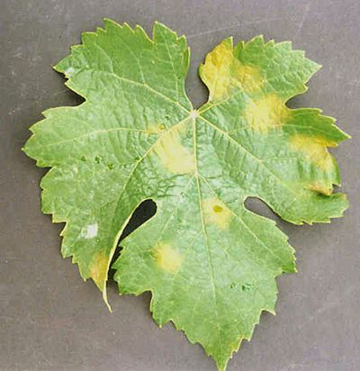 Downy mildew
